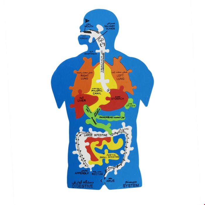 پازل آموزشی اعضای بدن انسان فومی سایان